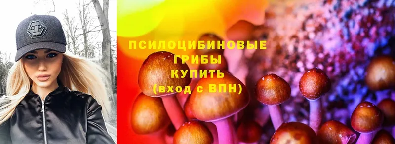 Галлюциногенные грибы Psilocybe  Торжок 